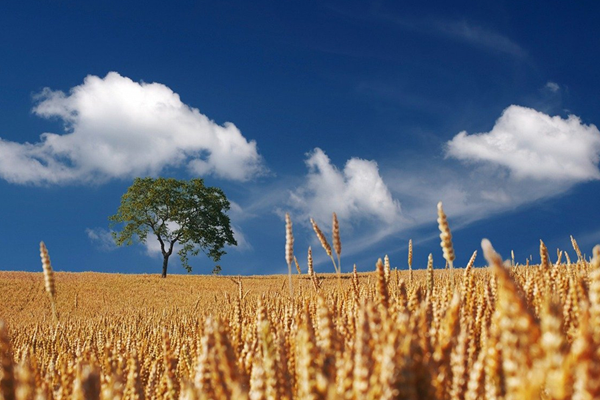 智慧農業(yè)和物聯(lián)網如何改善農業(yè)